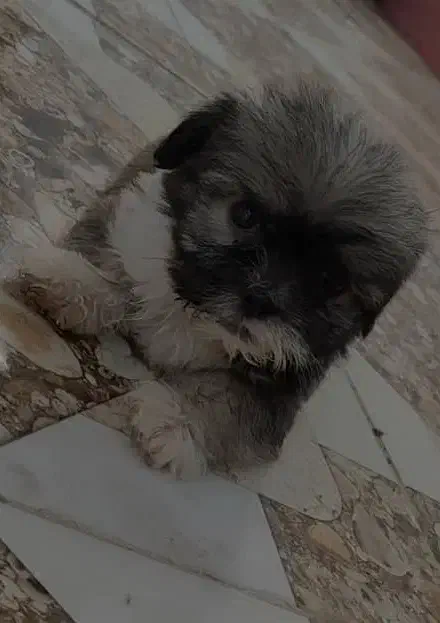 سگ عروسکی|سگ|دزفول, |دیوار