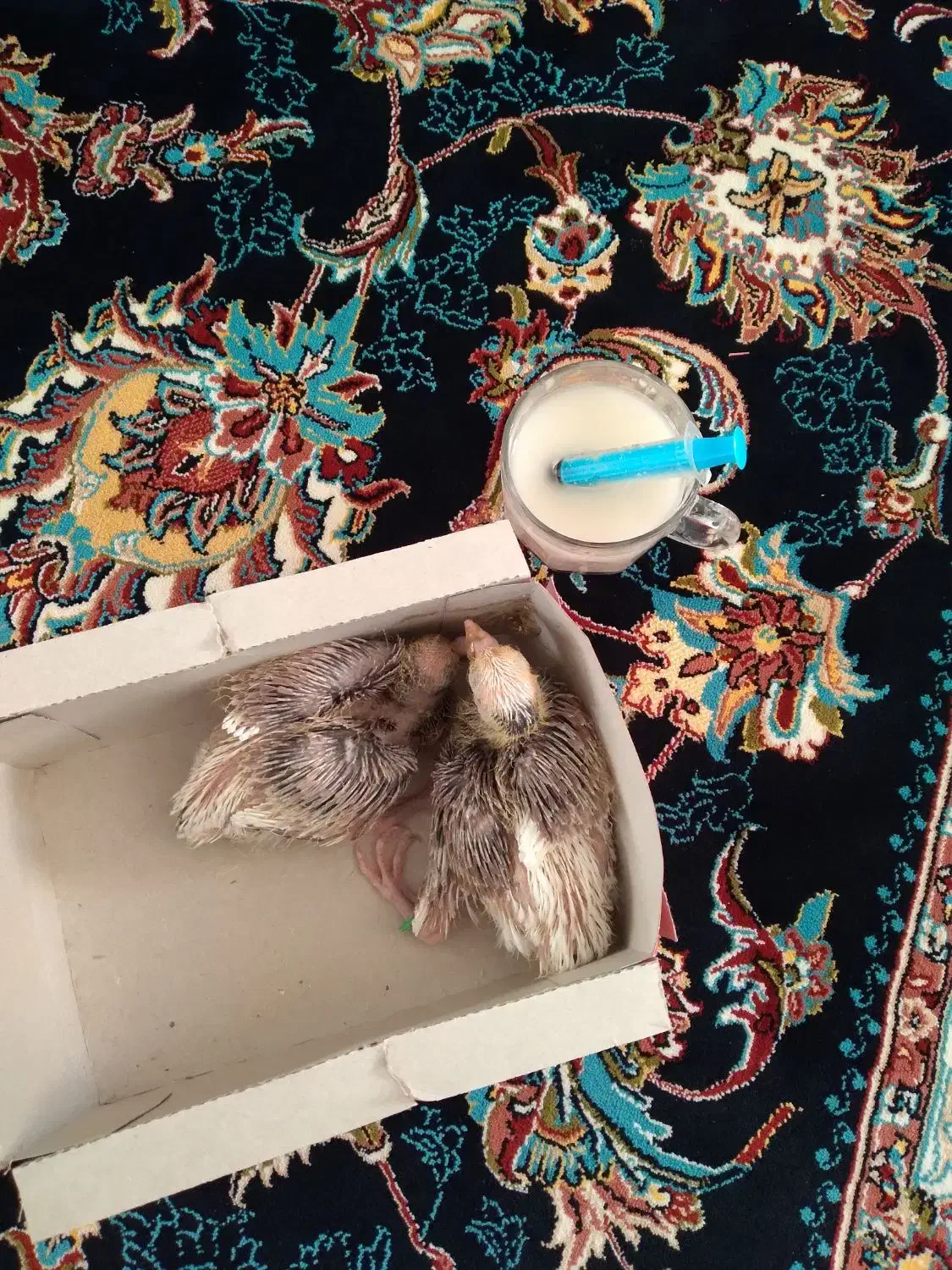 گمشده|پرنده|اسلام‌‌آباد غرب, |دیوار