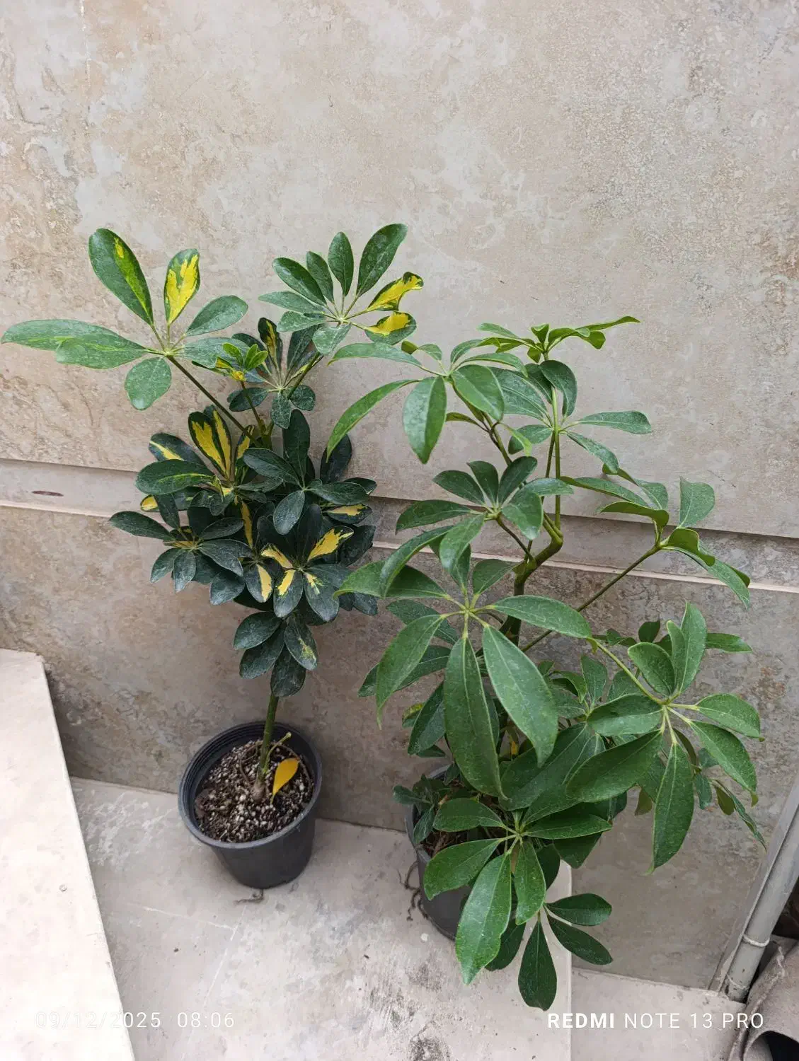 هدیه صد و دویست|گل و گیاه طبیعی|نیشابور, شهید بهشتی|دیوار