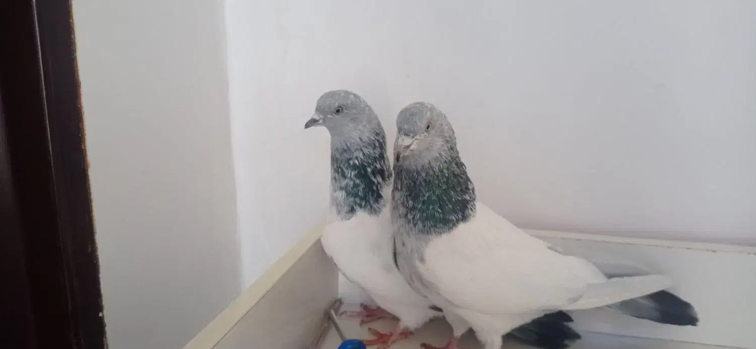 سپه|پرنده|اردبیل, |دیوار