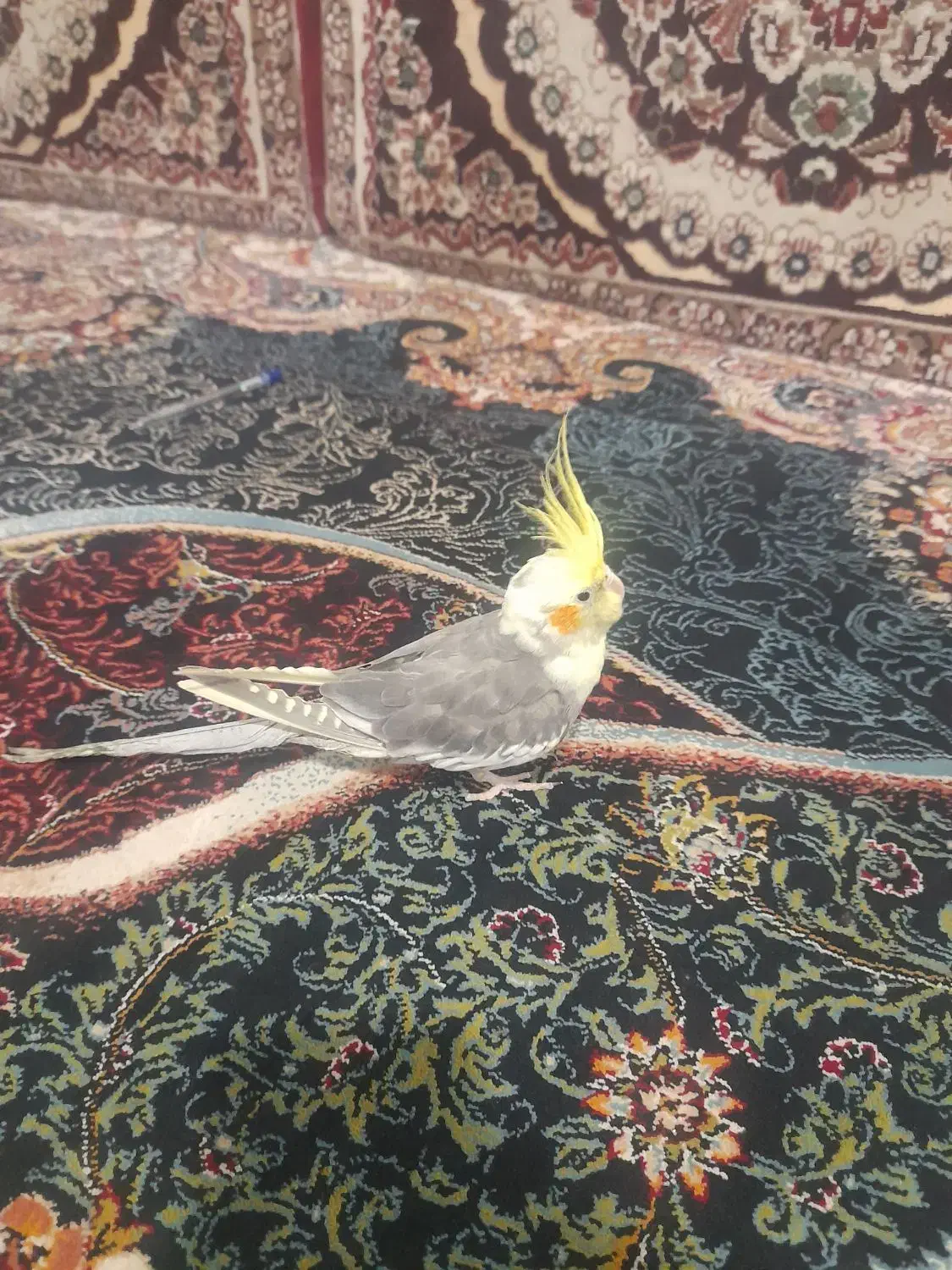 یک عدد عروس گم شده|حیوانات|قم, دانش|دیوار