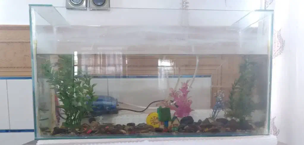 آکواریوم کوچک|ماهی|بم, |دیوار