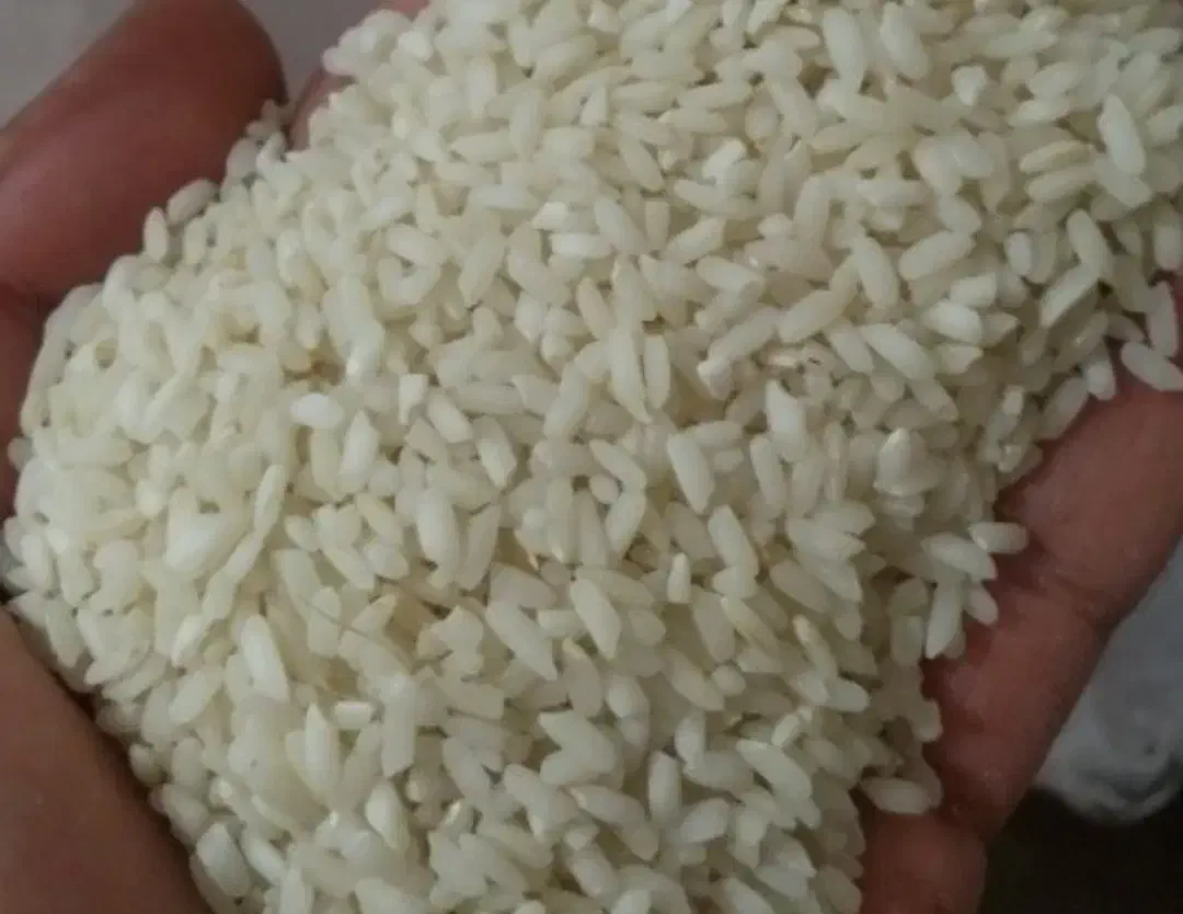 برنج چمپه|خوردنی و آشامیدنی|یاسوج, |دیوار