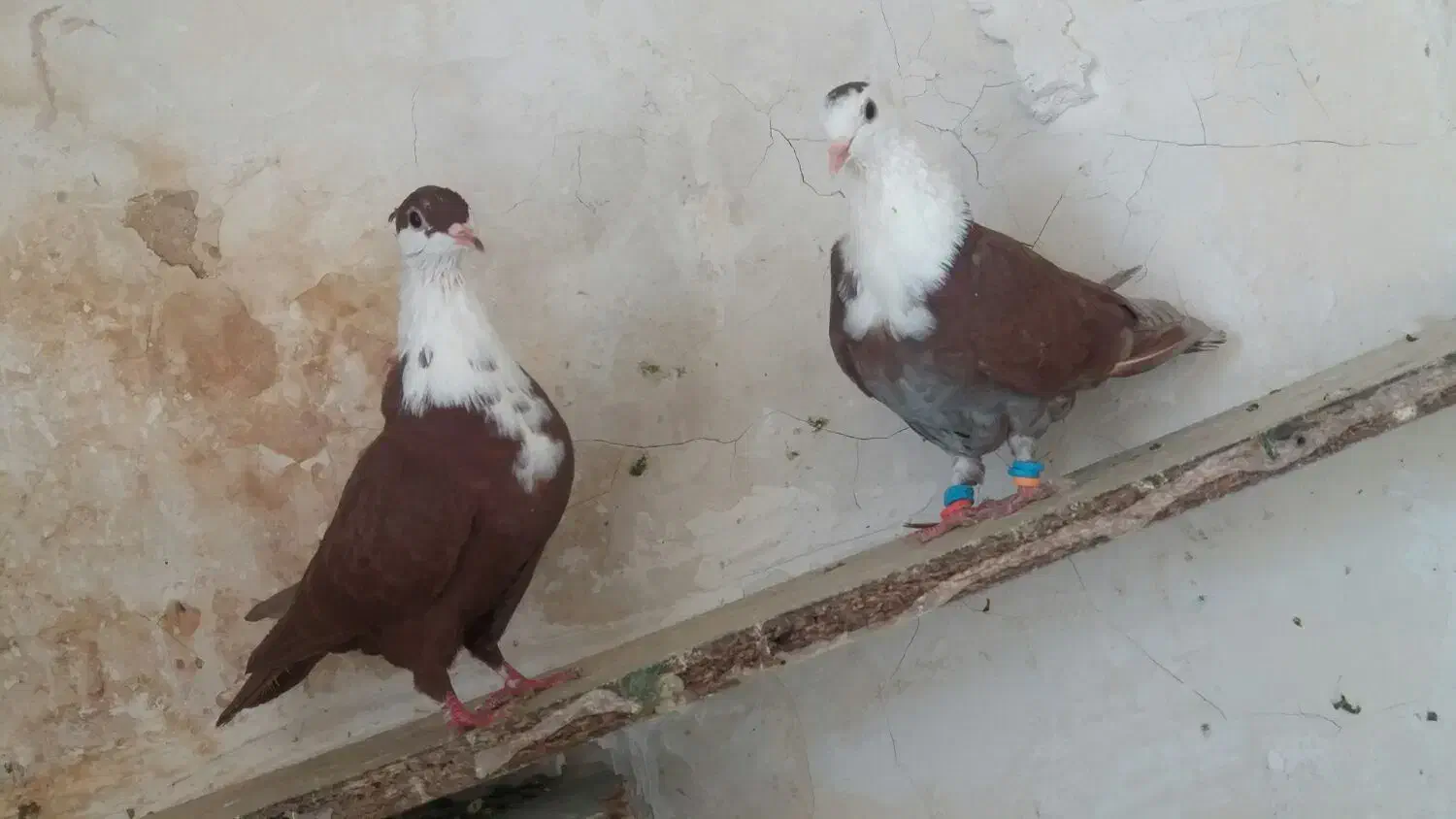 کفتر پرشی کلاغ کرواتی طوقی سینه سرخ دم ابلغ سار|پرنده|مشهد, طبرسی شمالی|دیوار
