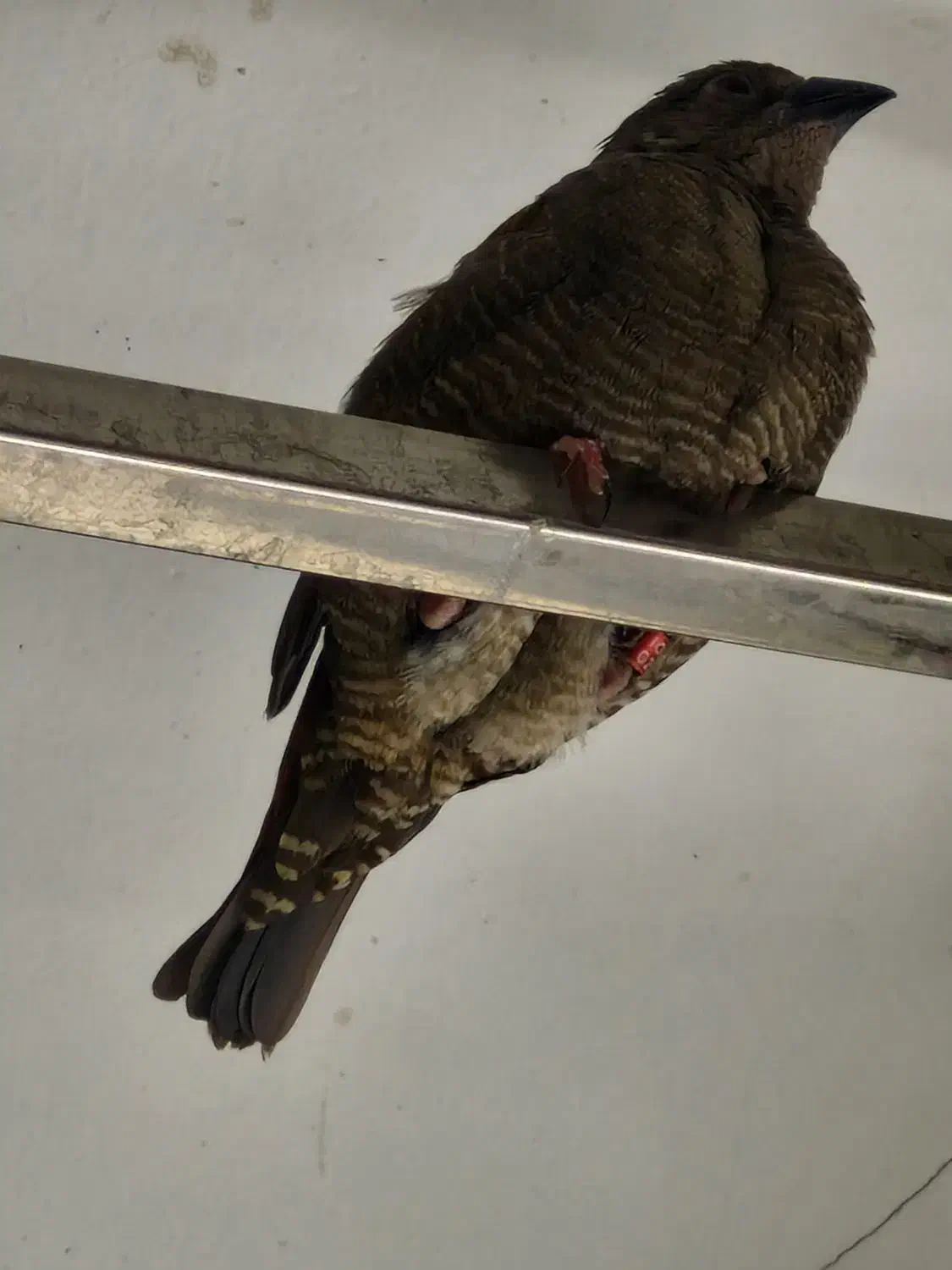 فنچ پتیلا بال زرد ماده|پرنده|اصفهان, گلزار|دیوار