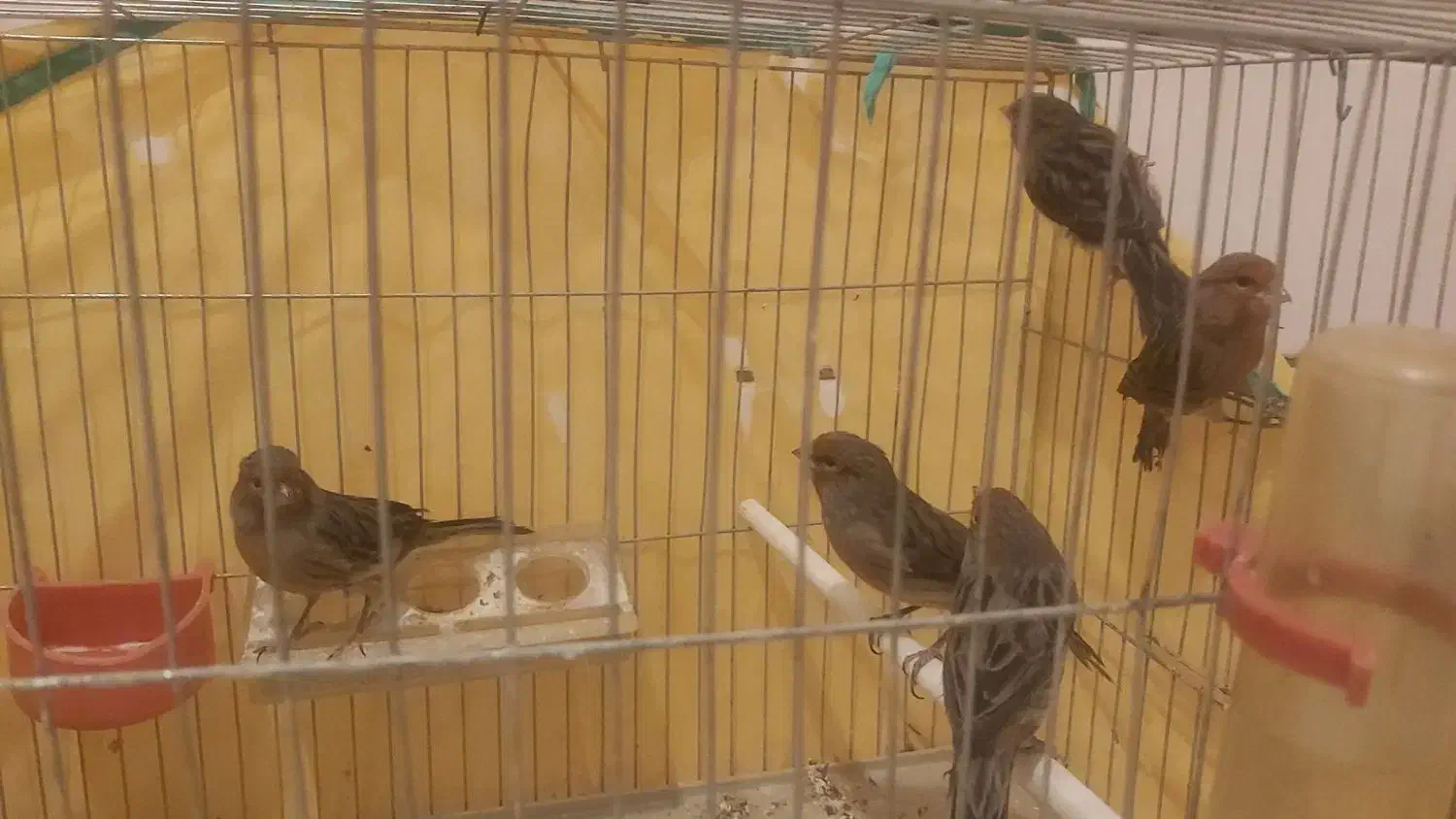 قناری سرخ نر مست و ماده اماده|پرنده|مرودشت, علیآباد|دیوار