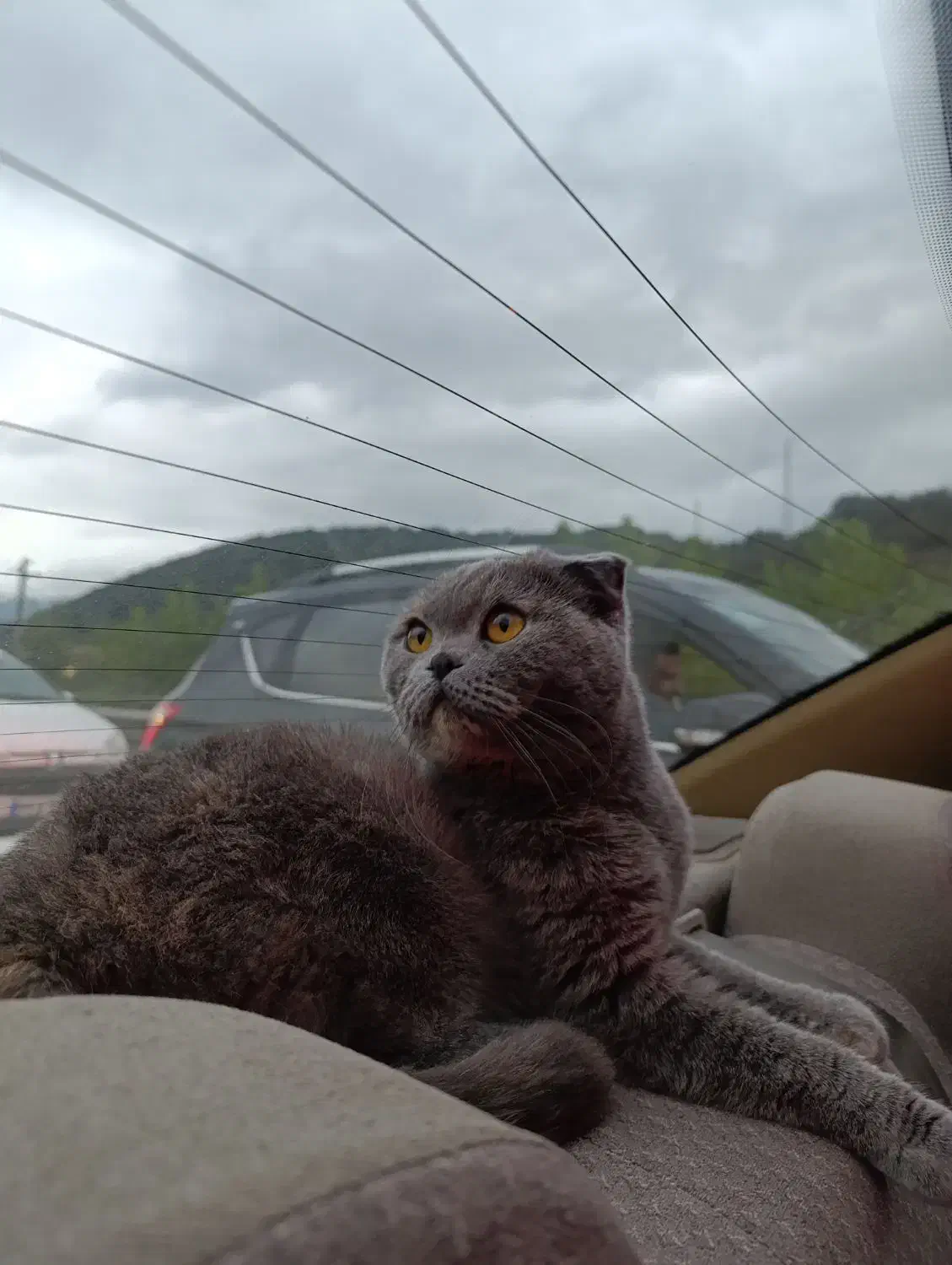 گربه اسکاتیش فولد|گربه|تهران, زعفرانیه|دیوار