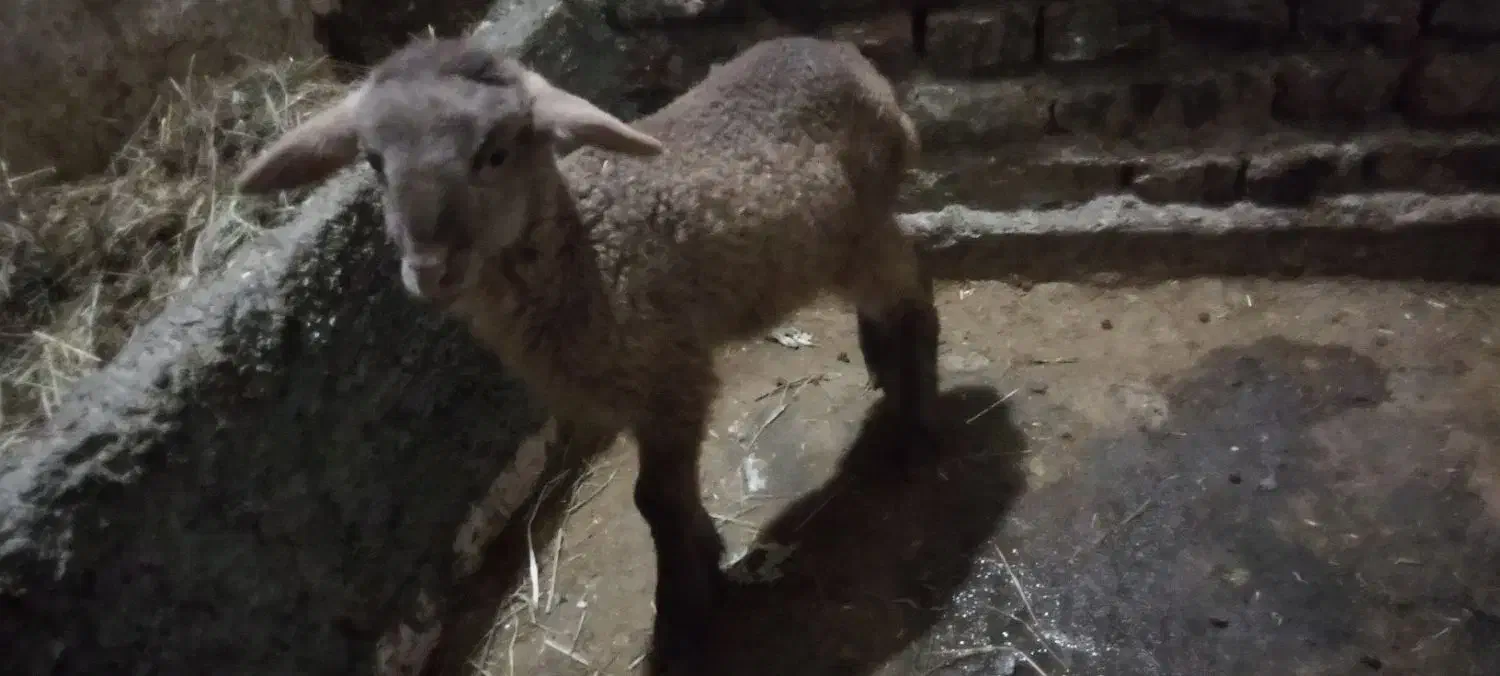 بره نر شیری|حیوانات مزرعه|آستارا, |دیوار