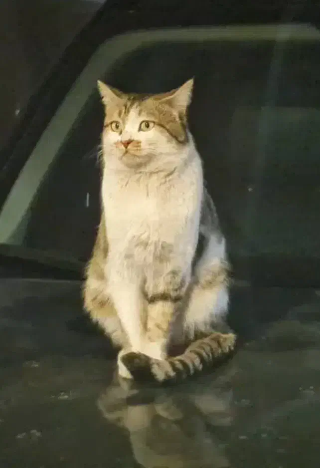 گربه گمشده|حیوانات|شیراز, قصرالدشت|دیوار