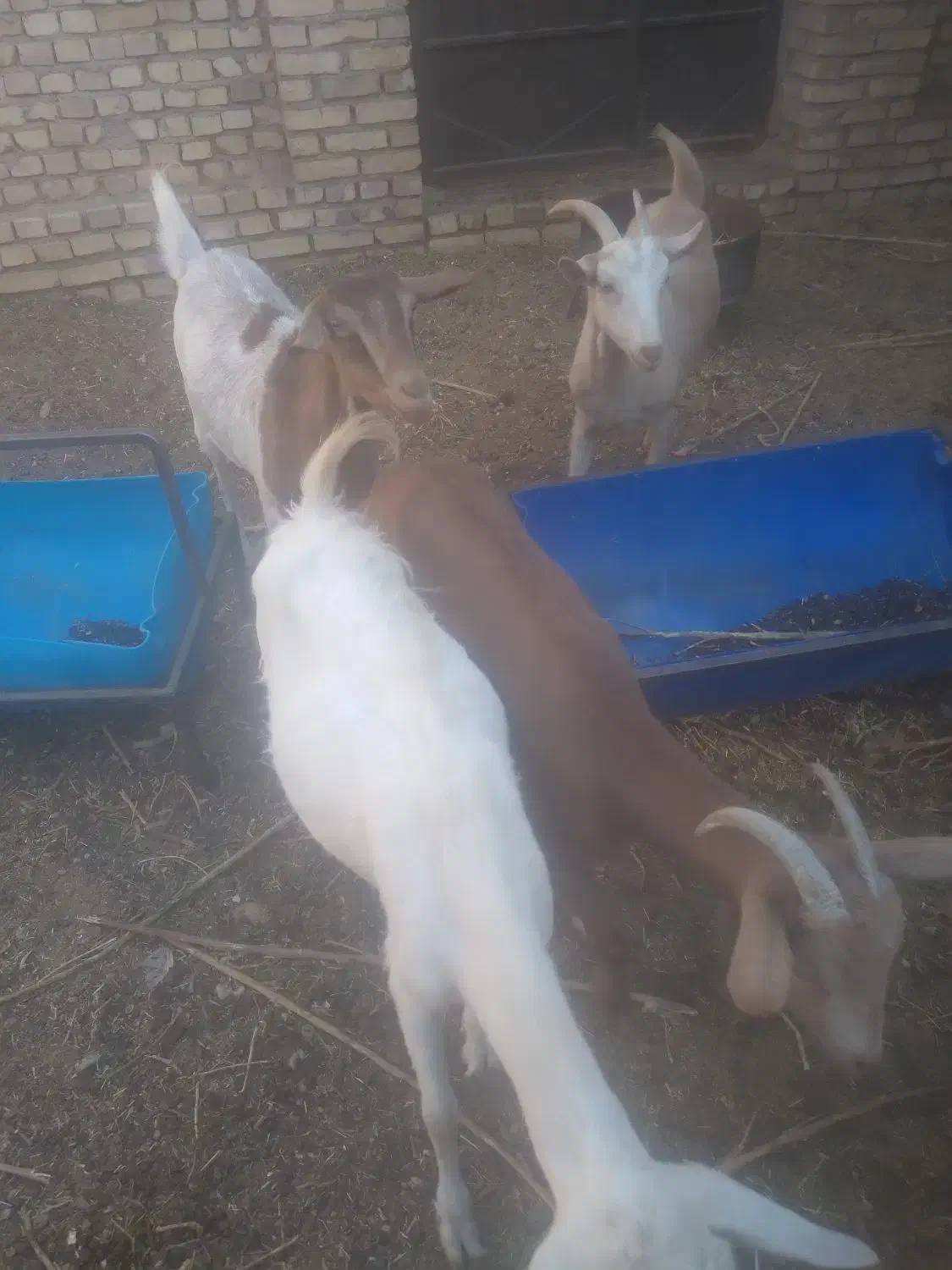 بز غاله،|حیوانات مزرعه|اردکان, |دیوار