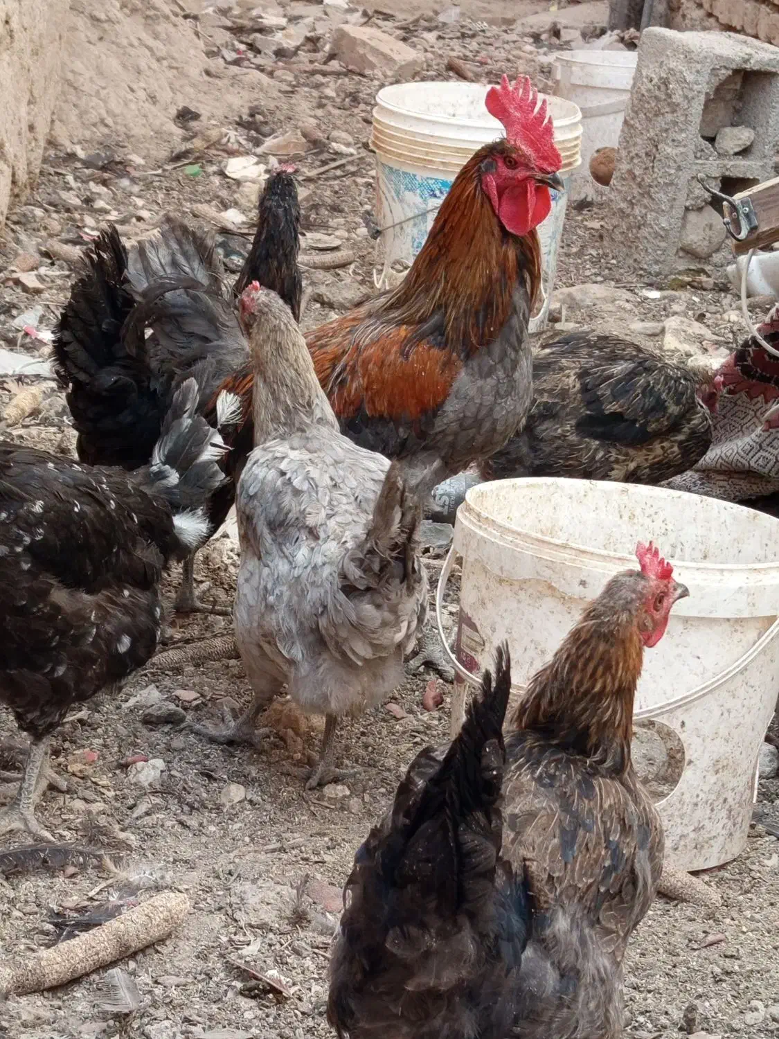 مرغ محلی پاسیاه|حیوانات مزرعه|ششده و قره بلاغ, |دیوار