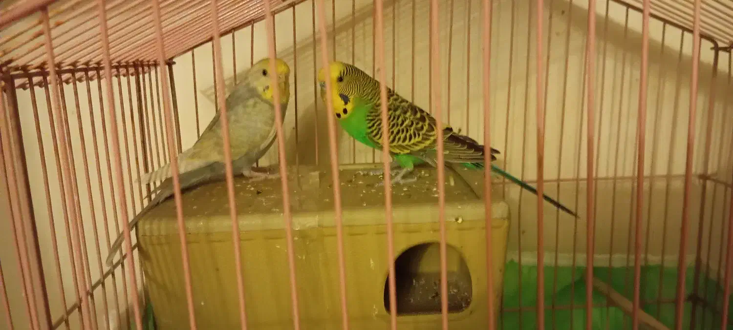 فروش یا معاوضه با یه عدد عروس هلندی ۲ماهه|پرنده|ارومیه, |دیوار