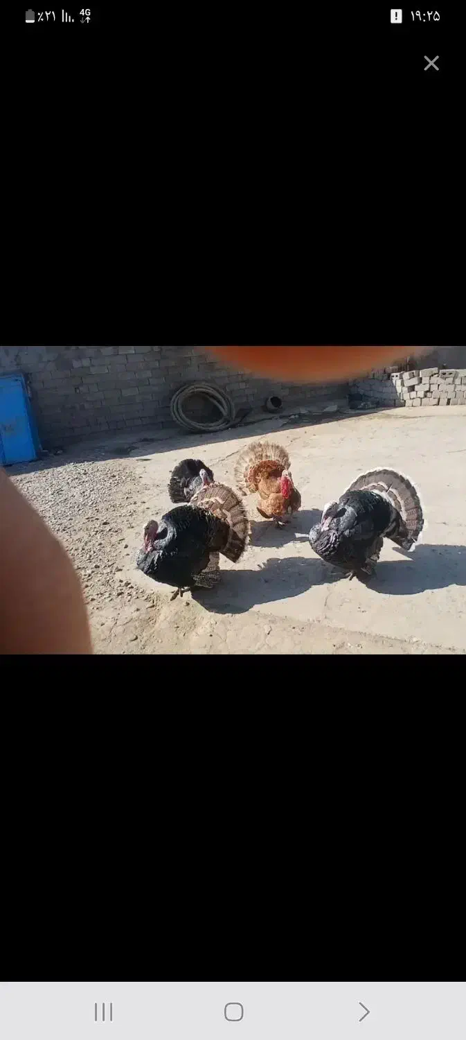 چهار‌بوقلمون‌محلی‌دوسال|حیوانات مزرعه|بوکان, |دیوار