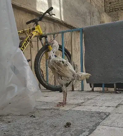 جوجه لاری|حیوانات مزرعه|فردیس, شهرک شهید حسینی|دیوار