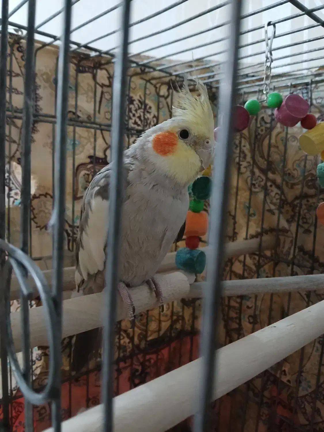 عروس هلندی نر|پرنده|یزد, |دیوار