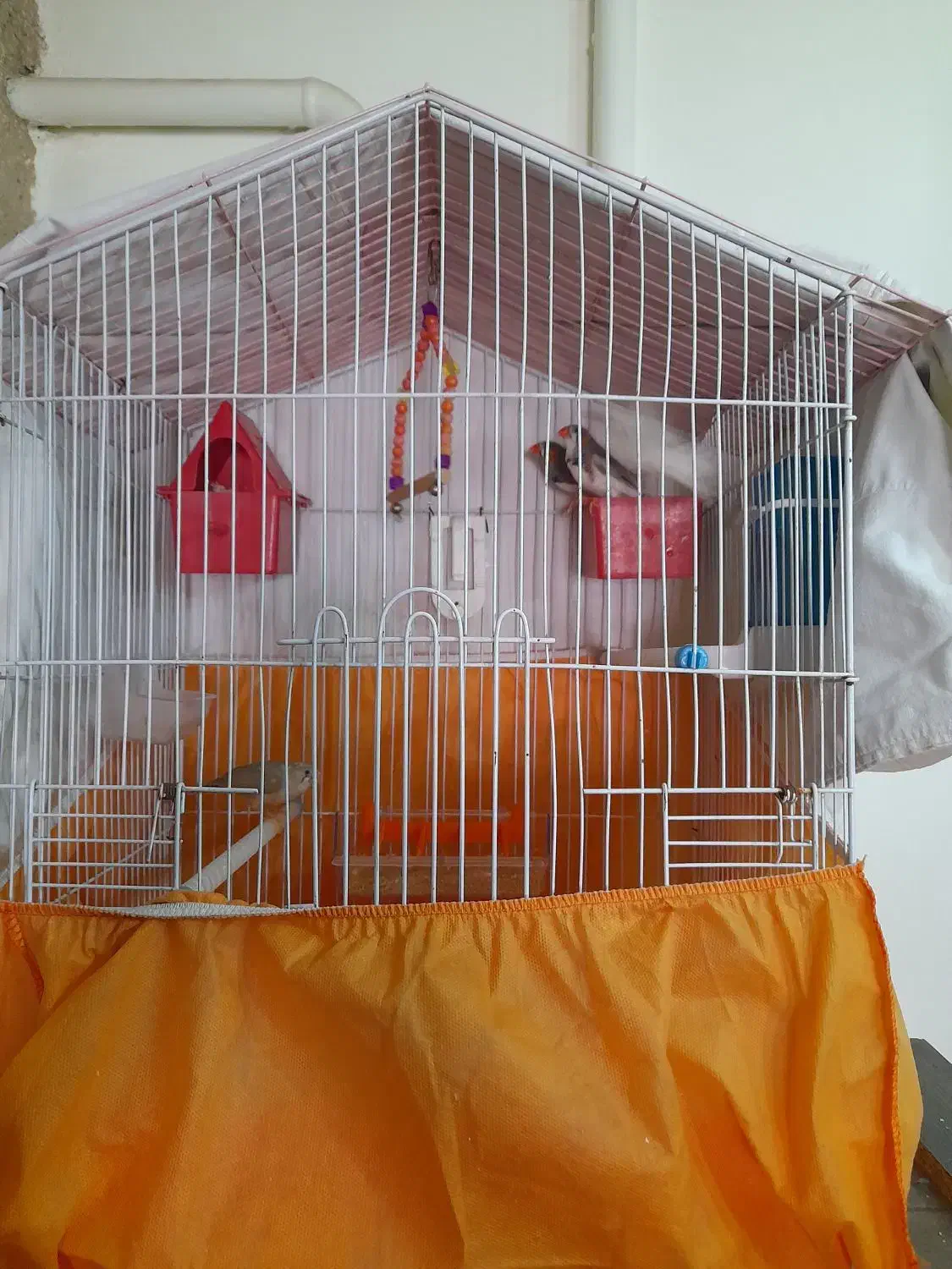 فنچ|پرنده|پرند, فاز ۰|دیوار