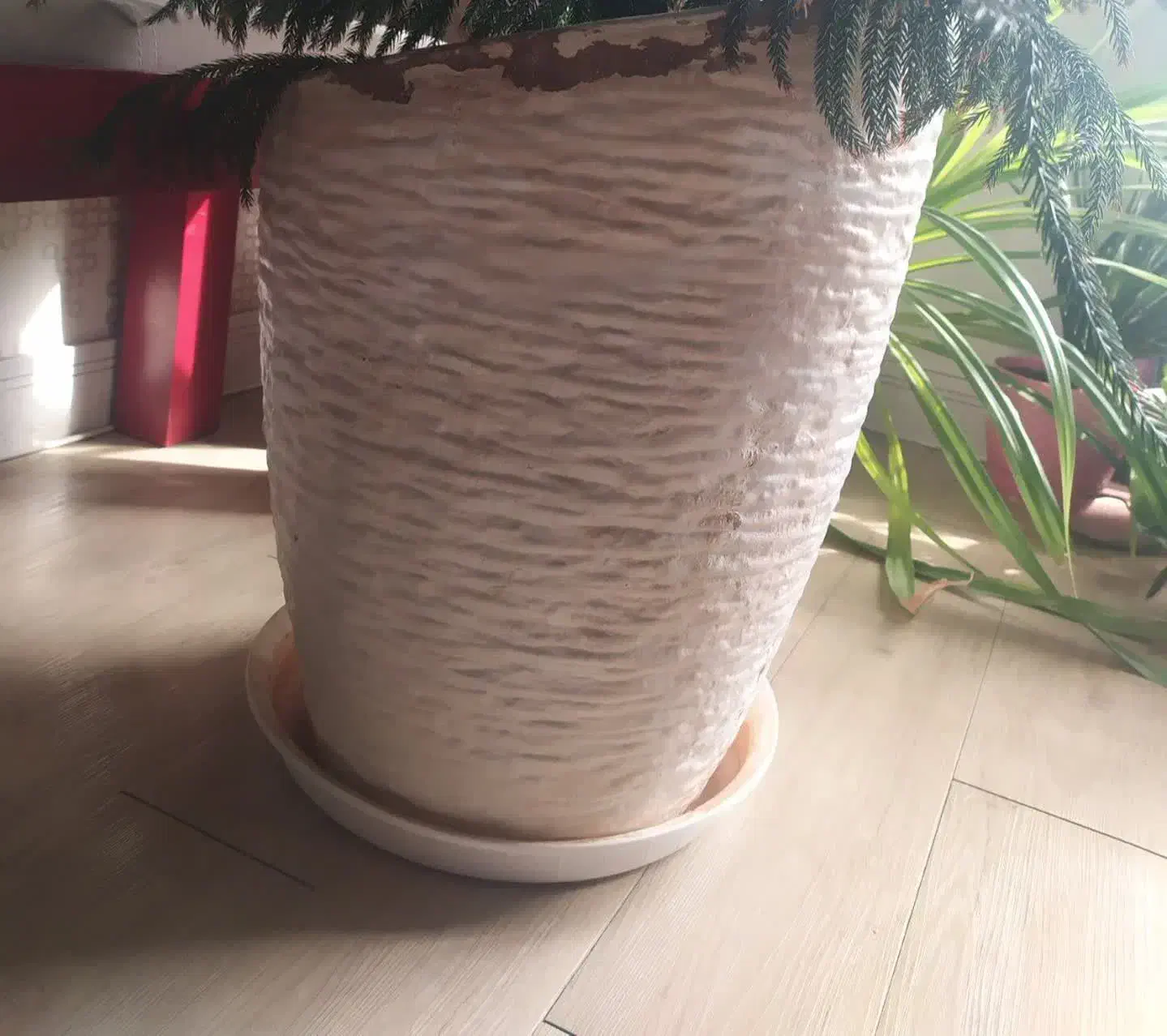 گل طبیعی بسیار بزرگ|گل و گیاه طبیعی|آبسرد, |دیوار