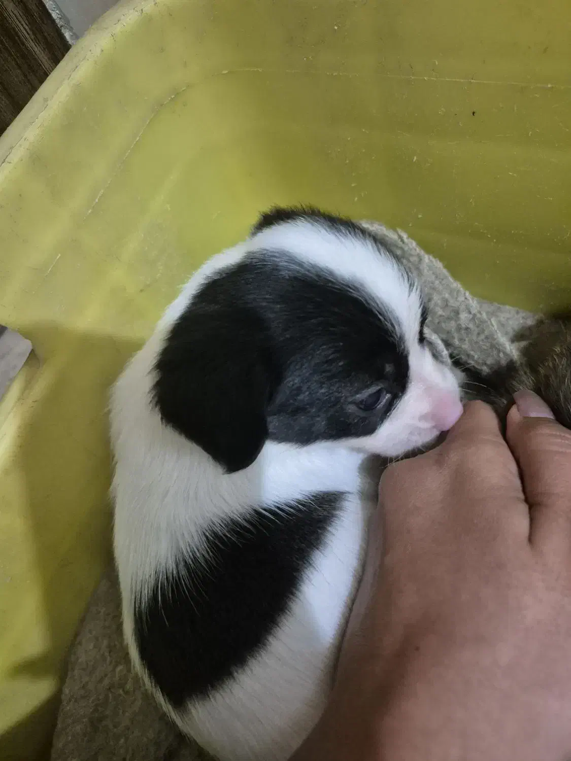 توله شیواوا اشپیتز|سگ|اصفهان, کوی شهید کشوری|دیوار