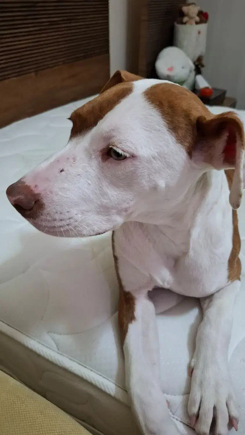 پیتبول ماده ۵ انگشتی ۶ ماهه اصل|سگ|تهران, سعادتآباد|دیوار