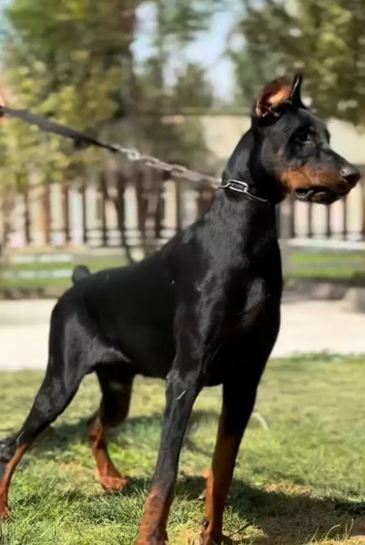 توله ۳ ماهه|سگ|کرج, فاز ۳ مهرشهر|دیوار