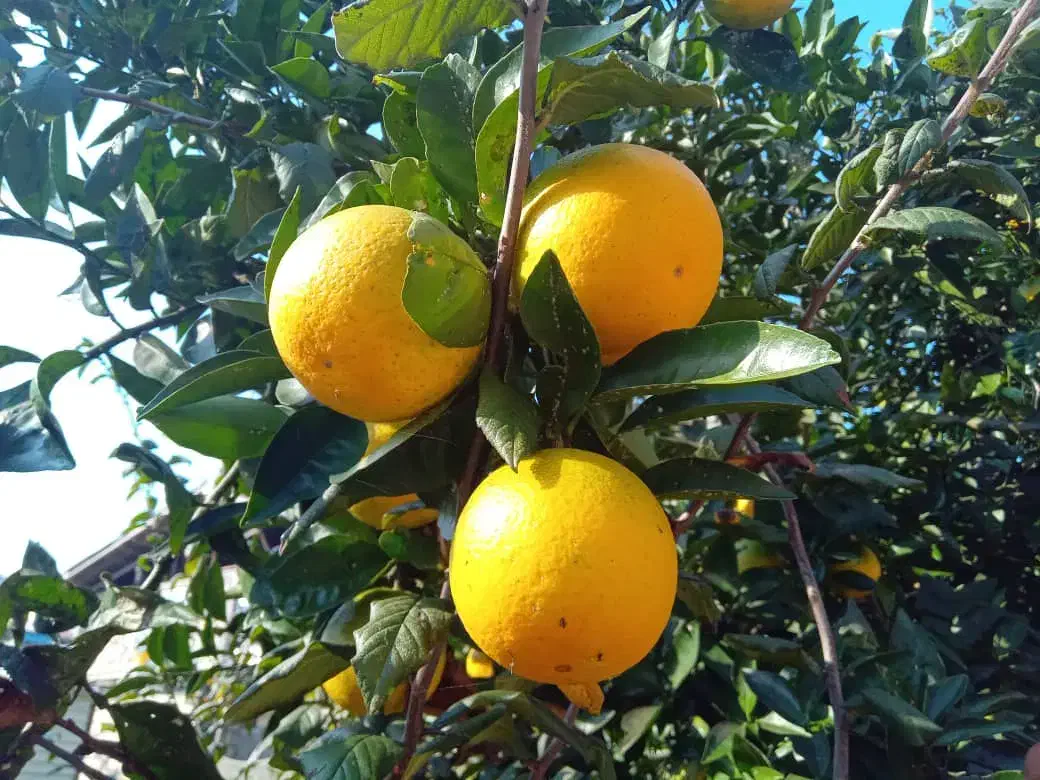 پرتغال محلی آبدار|خوردنی و آشامیدنی|رشت, کوی بیانی|دیوار