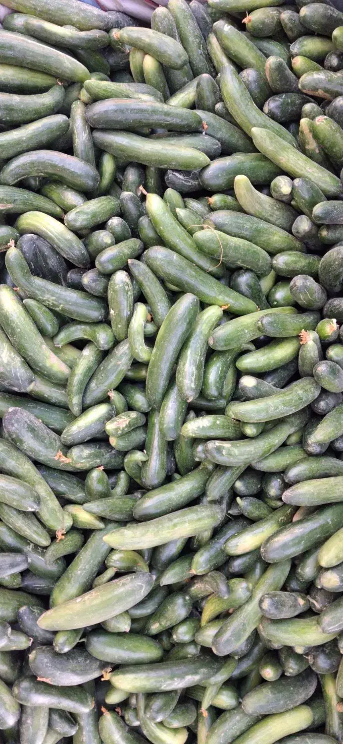 خیار محلی ۲۸ت و ۱۵ت|حراج|جهرم, |دیوار