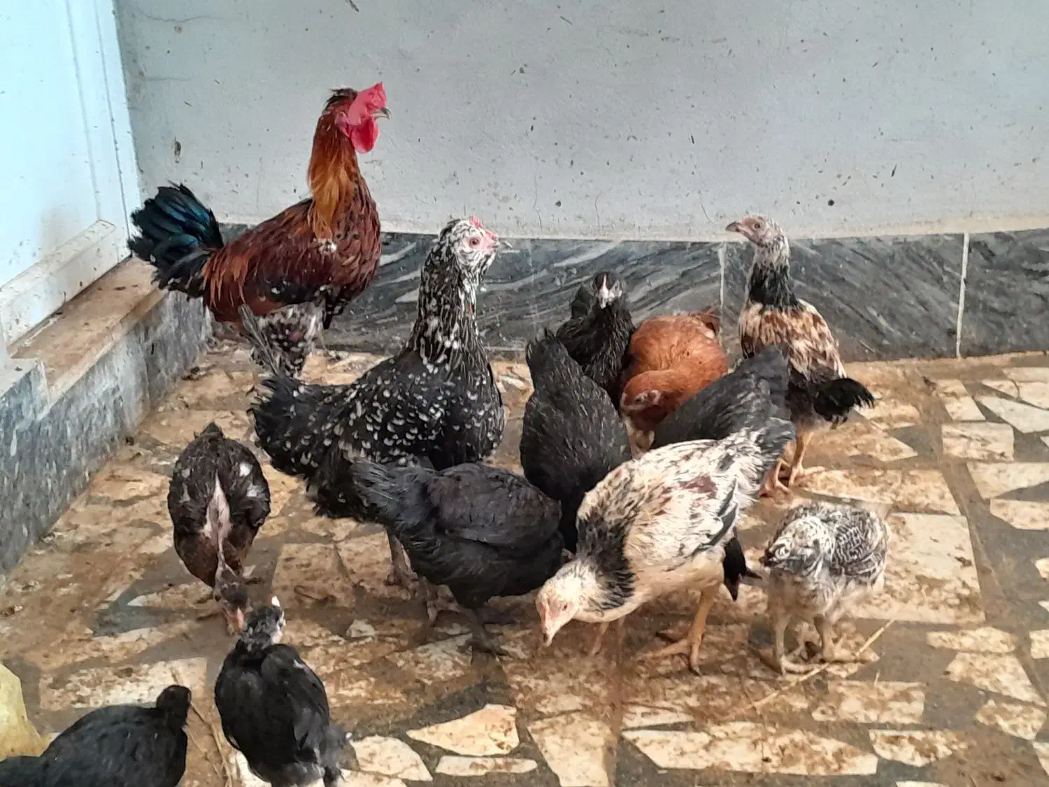 مرغ و خروس|حیوانات مزرعه|مرزیکلا, |دیوار