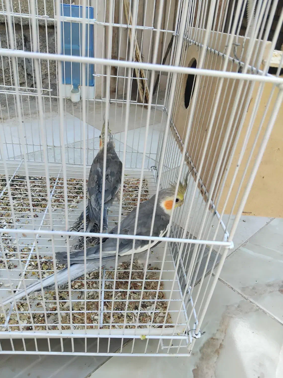 دو جفت عروس هلندی یا پاریس|پرنده|کارون, |دیوار