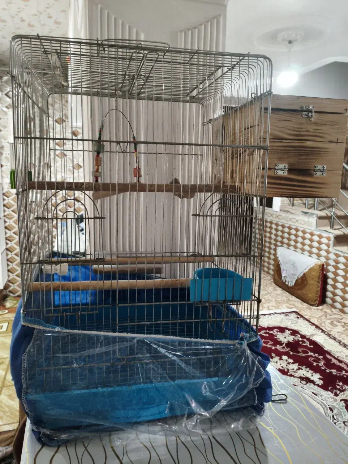 عروس هلندی|لوازم جانبی حیوانات|خورموج, |دیوار