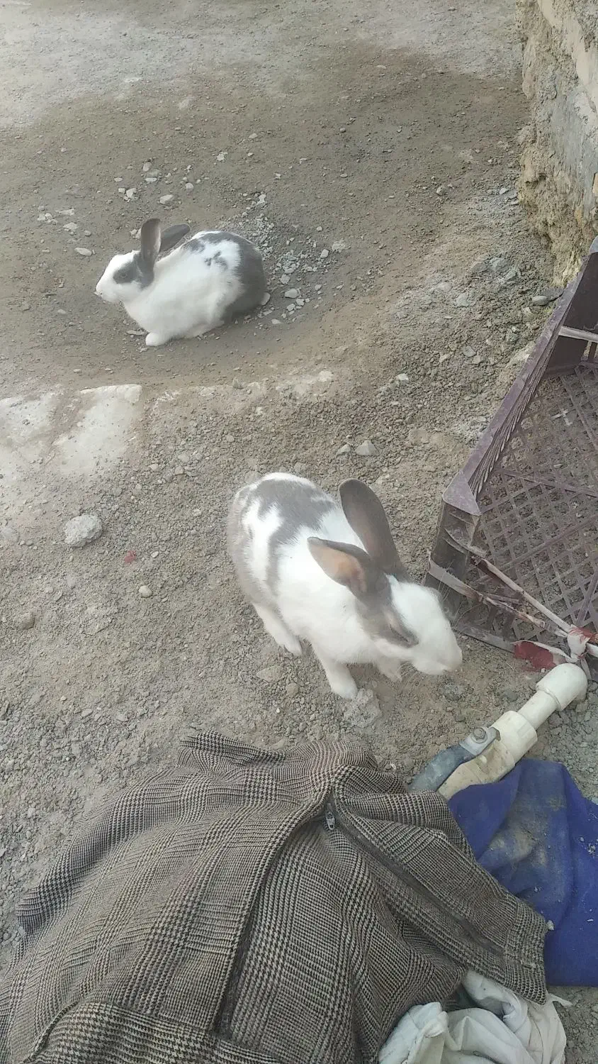 خرگوش|موش و خرگوش|زابل, |دیوار