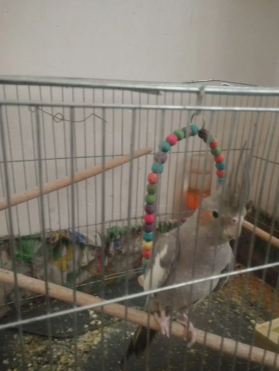 عروس هلندی|پرنده|فولادشهر, مسکن مهر فولادشهر|دیوار