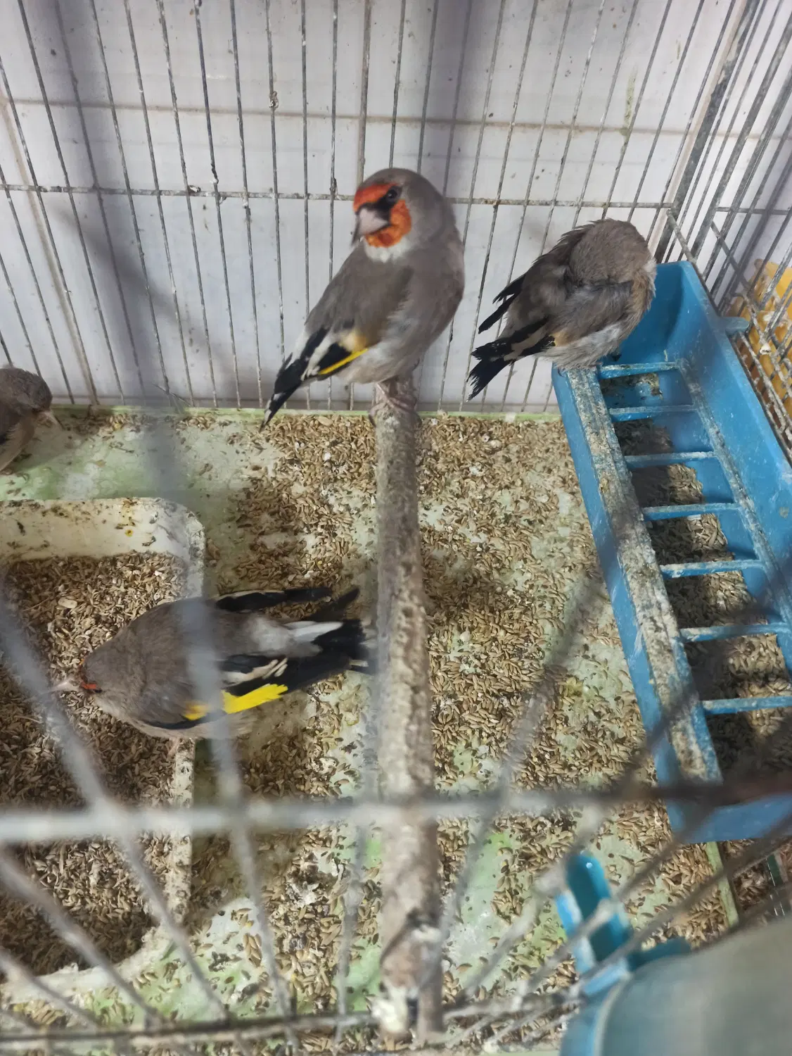 سهره|پرنده|خمینی‌شهر, |دیوار