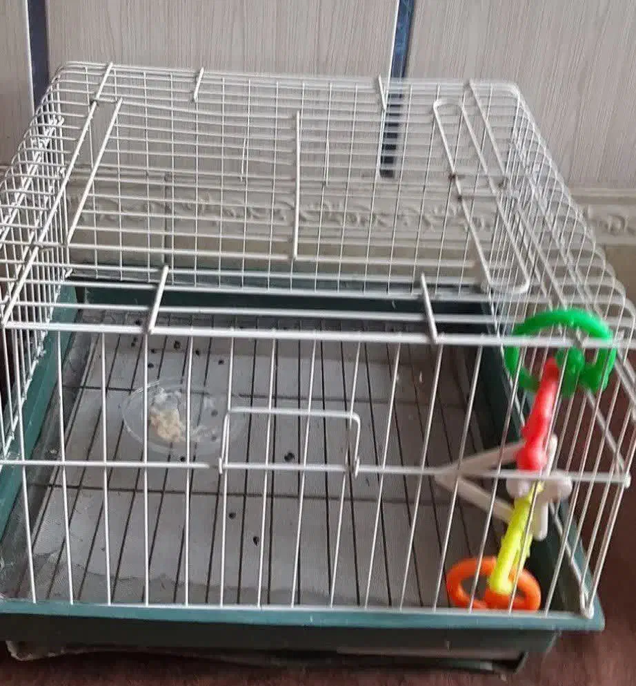 حیوانات|لوازم جانبی حیوانات|تاکستان, |دیوار