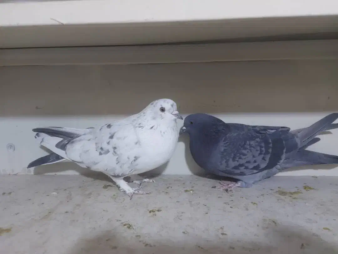 کبوتر کفتر کاشونی و تهرونی|پرنده|فولادشهر, B1|دیوار