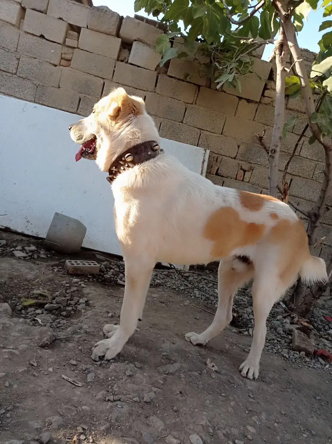 سگ اصیل آلابای|سگ|گنبد کاووس, |دیوار