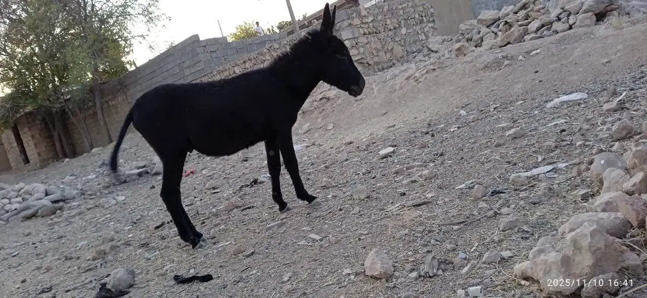 الاغ|حیوانات مزرعه|کوهدشت, |دیوار