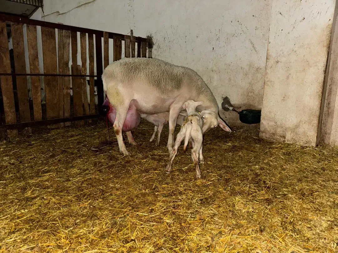 بره نرهای ژنتیکی از پدرتری پلاس مادرهای پرتولید|حیوانات مزرعه|پاریز, |دیوار