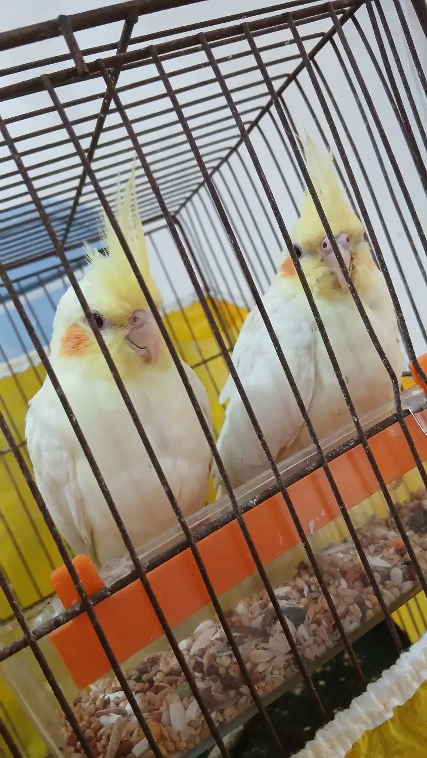 طوطی عروس|پرنده|سنگر, |دیوار