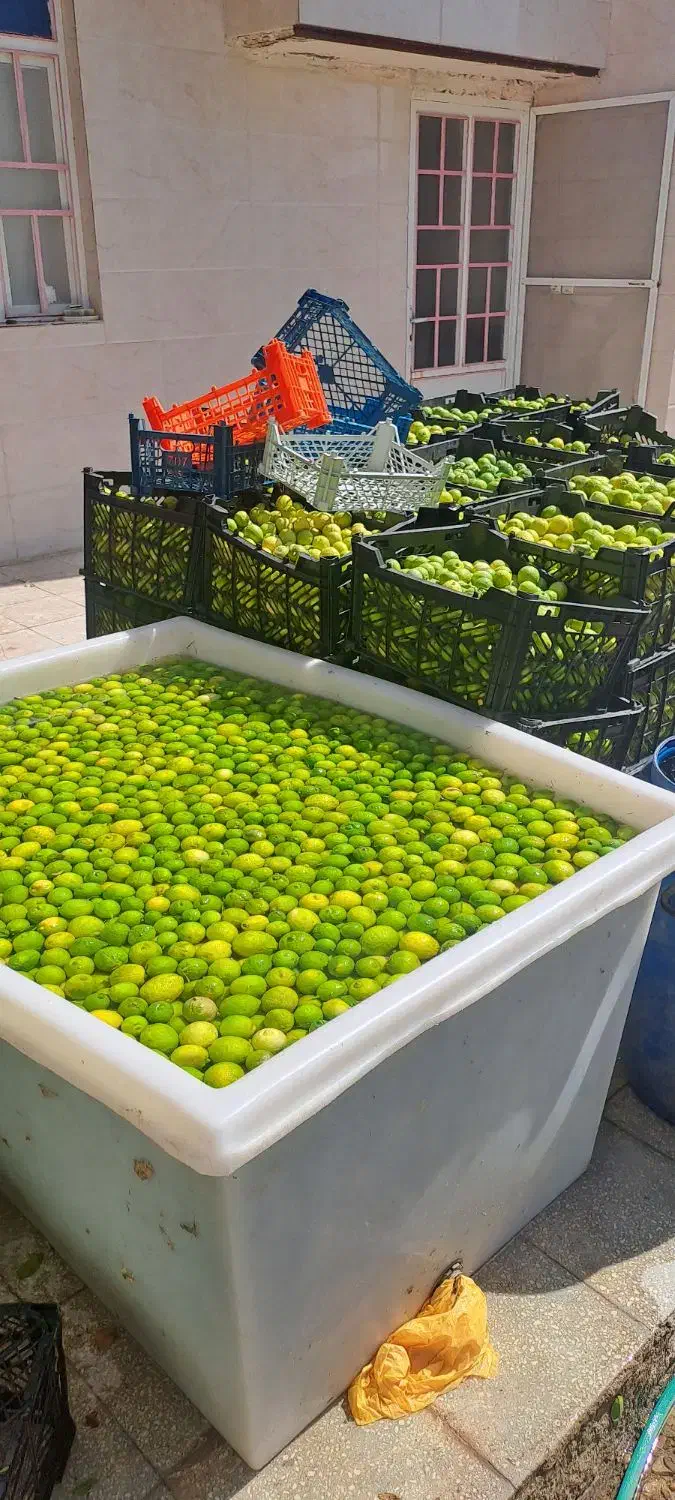 آبلیمو طبیعی امساله بدون تلخی|عمدهفروشی|قم, پامنار|دیوار