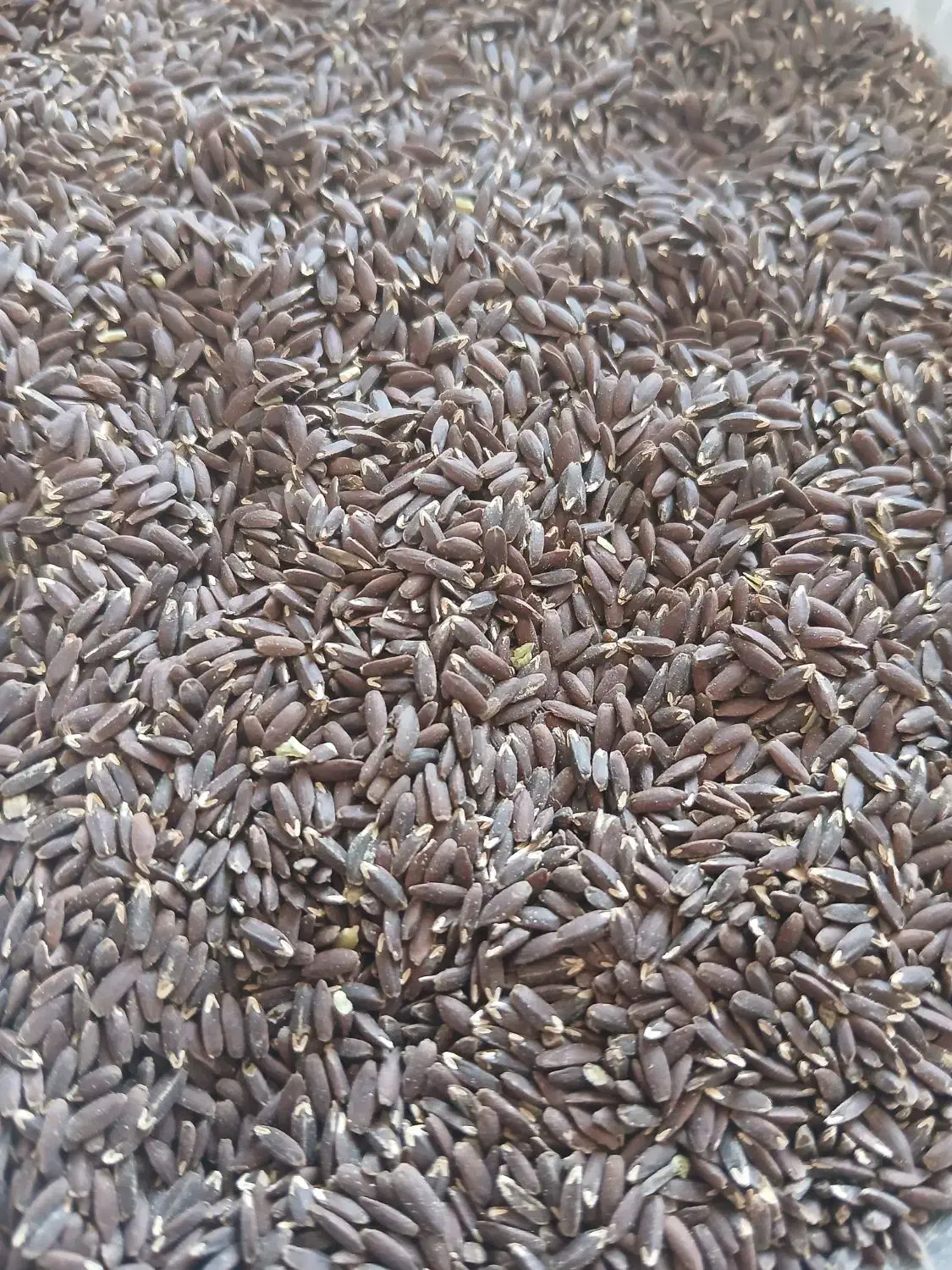 کنجد خوب|خوردنی و آشامیدنی|سردرود, |دیوار