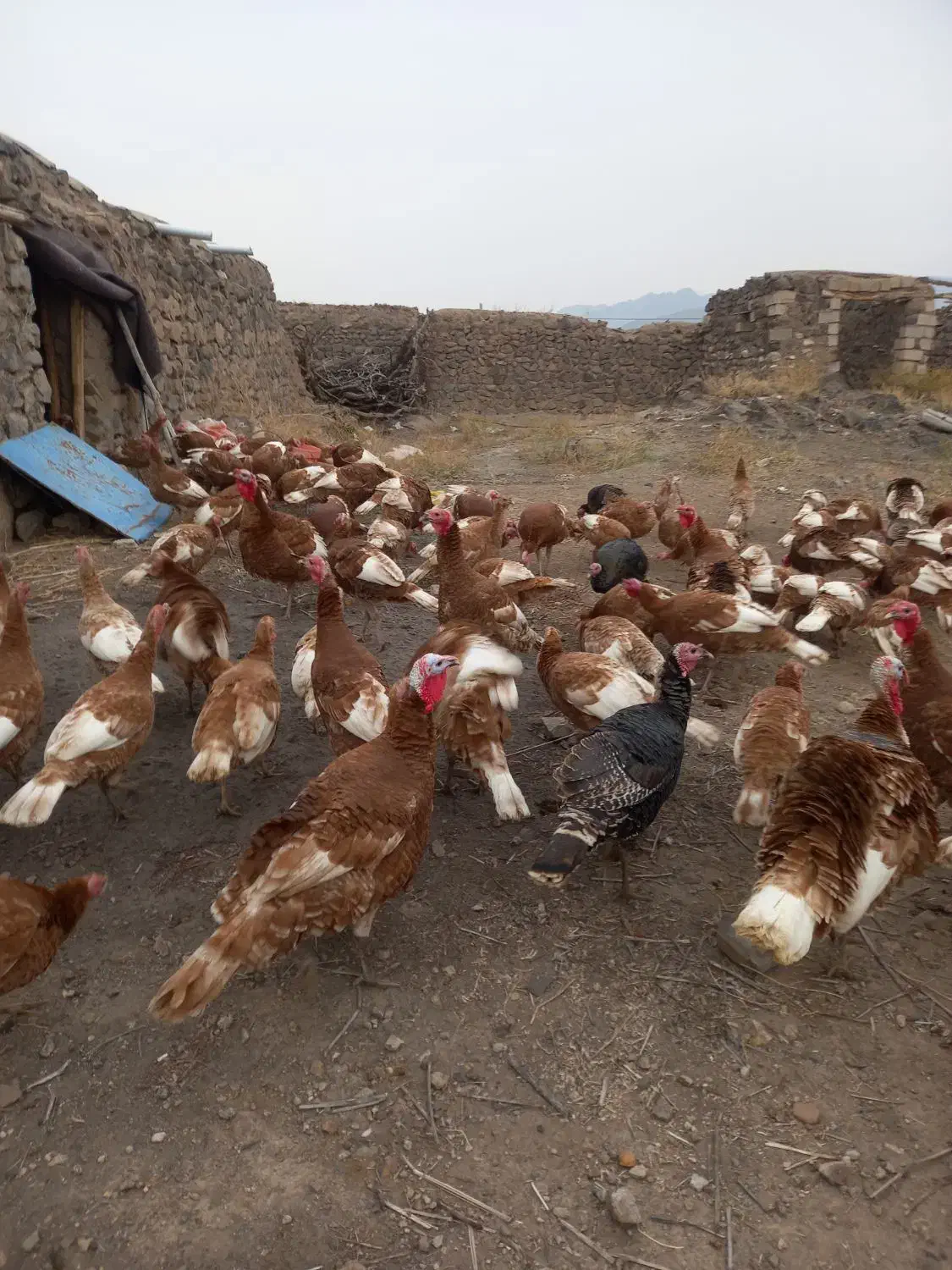 بوقلمون طبیعی کیلویی ۳۰۰|حیوانات مزرعه|اهر, |دیوار