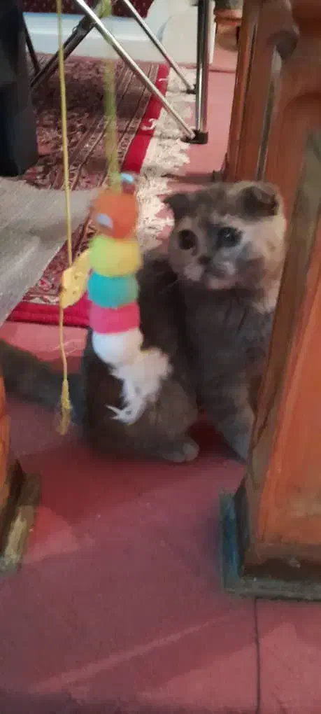 گربه اسکاتیش بلو|گربه|شیراز, عفیفآباد|دیوار