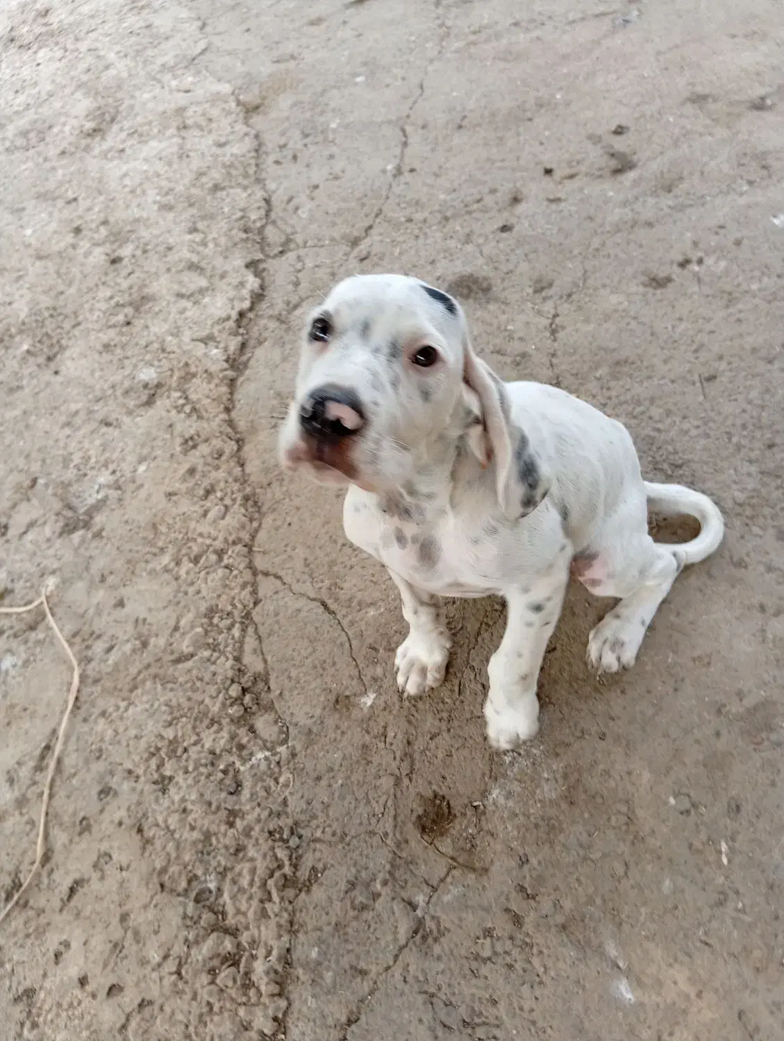 توله شکاری|سگ|طاهرگوراب, |دیوار