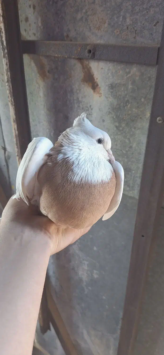 ماده پرتقالی بدون خال غلط طوق کامل و واشری|پرنده|آبدانان, |دیوار