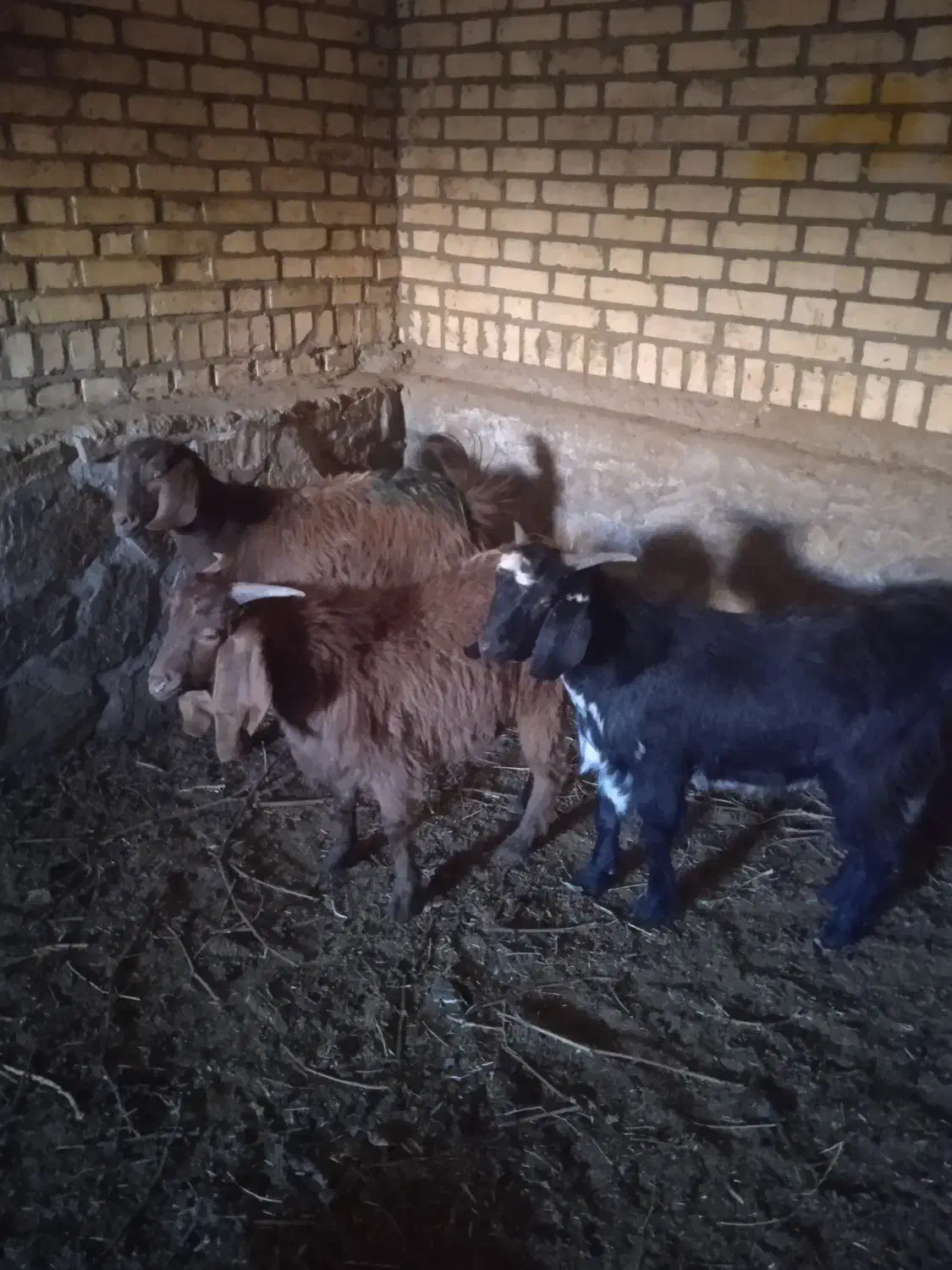 سه عدد بزغاله.. دو عدد نریک عدد ماده|حیوانات مزرعه|سبزوار, قصبه غربی|دیوار