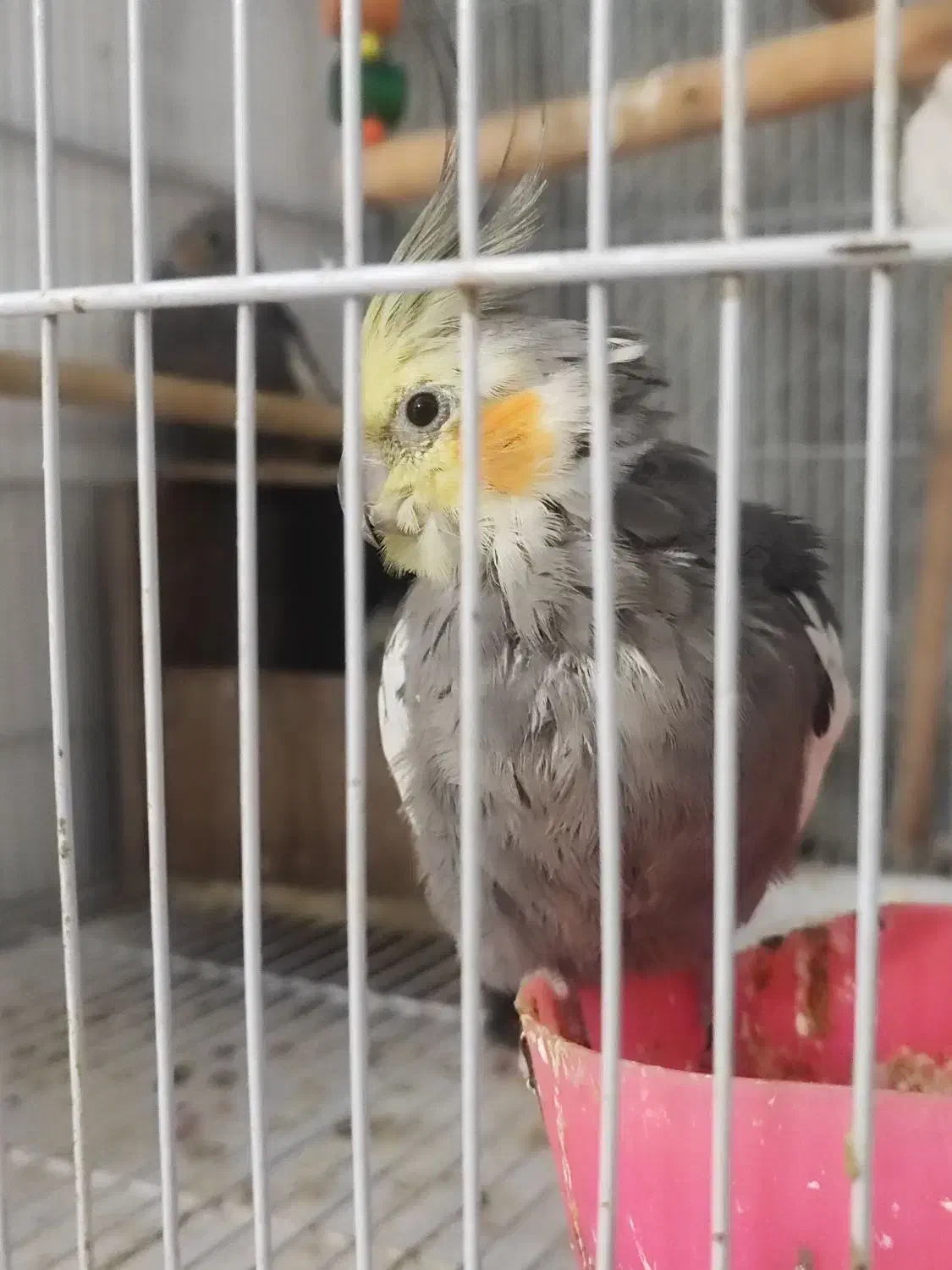 عروس هلندی با همه وسایل|پرنده|پاکدشت, شهرک امام رضا|دیوار