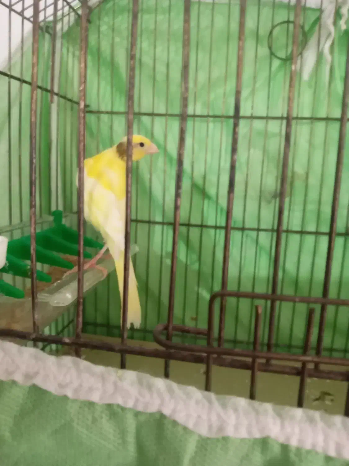 قناری نر|پرنده|اشتهارد, |دیوار