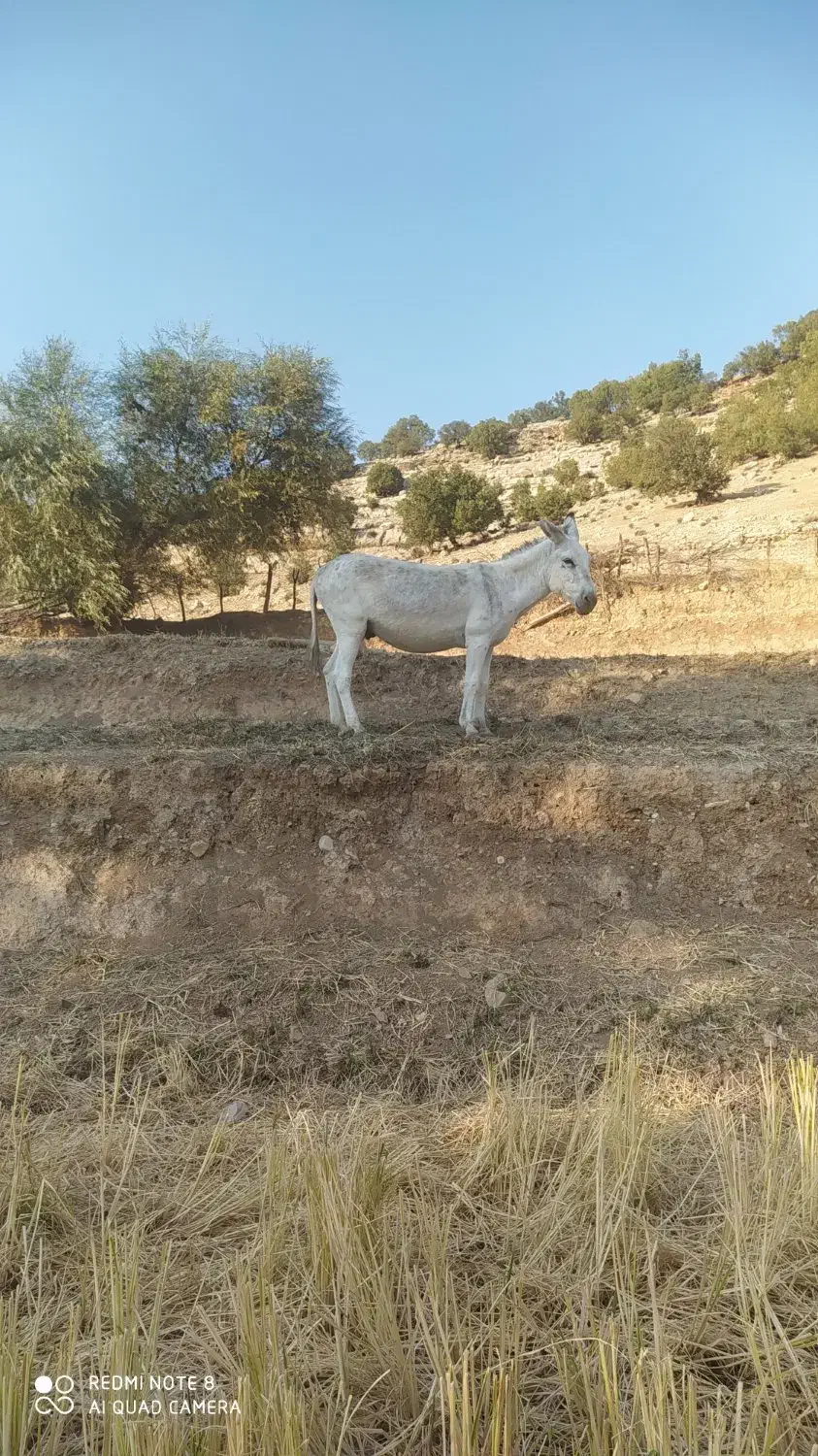 الاغ|حیوانات مزرعه|لوداب, |دیوار
