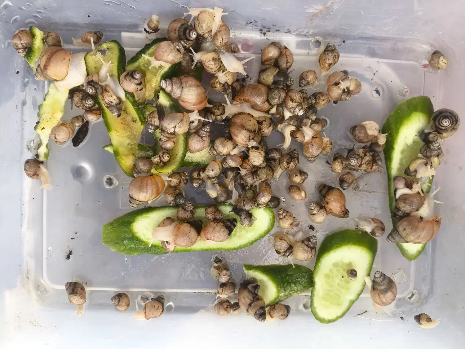 حلزون|خزنده|بجنورد, |دیوار