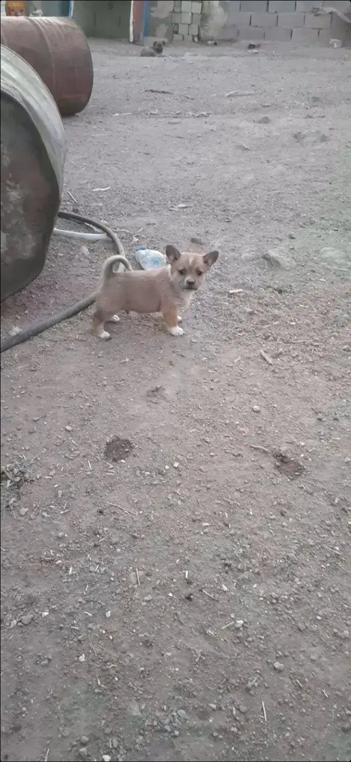 پاکوتاه فیندو|سگ|زنجان, |دیوار